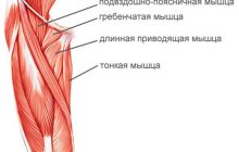 мышцы внутренней части бедра