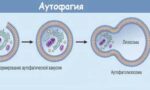 процесс аутофагии