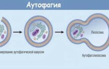 процесс аутофагии